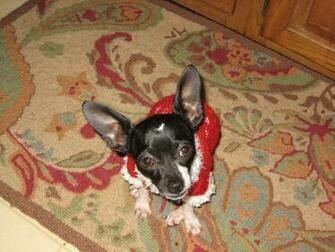 Chihuahua Christmas Wallpaper Teddybear64