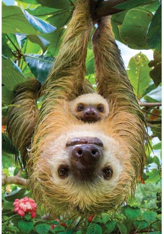 Amazon Eurographics Sloths Piece Puzzle Toys Games