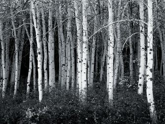 Black And White Aspen Forest Wallpaper Corporate Socialist Glenn Beck