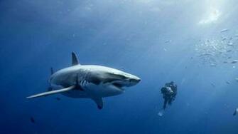 Pics Photos Great White Shark Wallpaper