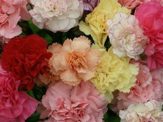 Carnation HD Wallpaper Background