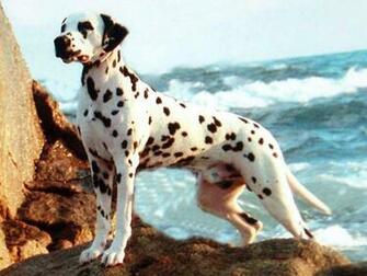 Dalmation Wallpaper