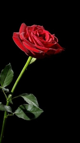 Wallpaper Rose Red Flower Black Background