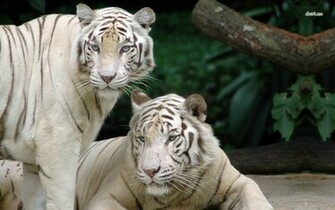 White Bengal Tigers Wallpaper Animal