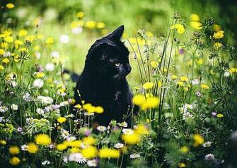 Photoset Cat Popular Landscape Flowers Bokeh Spring Artists