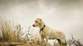 Cute Labrador Retriever Wallpaper Animal