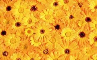 Yellow Color Wallpaper Image Gallery