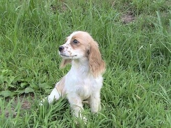 Mini Cocker Spaniels Wide Wallpaper Dogbreedswallpaper