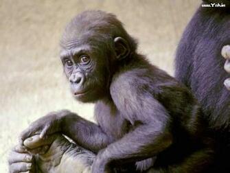 Cute Baby Monkeys HD Wallpaper In Animals Imageci