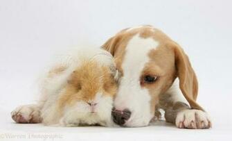 Related Pictures Guinea Pigs Pig Wallpaper