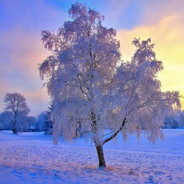 Winter iPad Air Mini