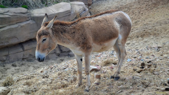 Donkey Wallpaper