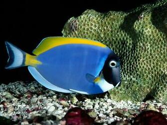 Beautiful Blue Fish Wallpaper HD