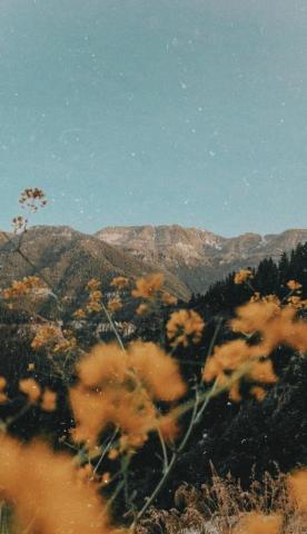 Vintage Aesthetics Film Photography Filter