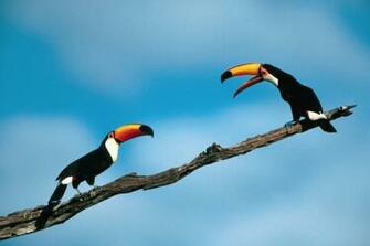 Exotic Birds Wallpaper