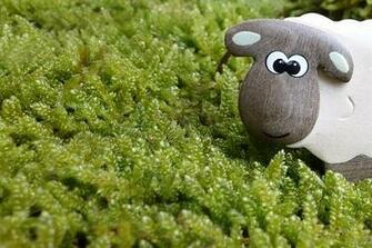 Sheep Cartoon Wallpaper