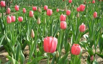 Tulip Wallpaper