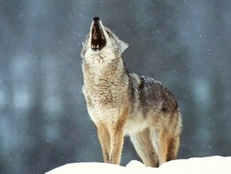 Wolves Image Howling At The Moon HD Wallpaper And Background Photos