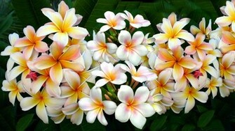 Earth Frangipani Flower Plumeria Wallpaper