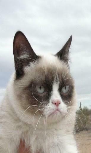 Grumpy Cat iPhone Wallpaper Cats Cute