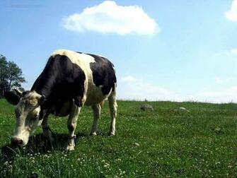 Beautiful Wallpaper For Desktop Cow HD