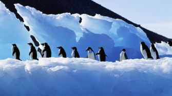 Birds Penguins Antarctica Wallpaper