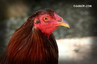 Rooster Background