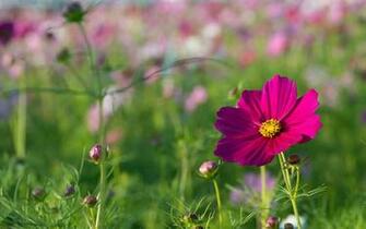 Dark Pink Cosmos Wallpaper