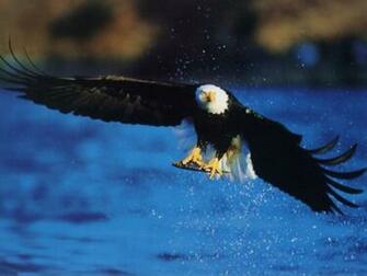 American Bald Eagle Fishing Wildlife Computer Desktop Wallpaper