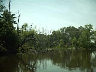 Wallpaper Swamp Desktop Background Picture