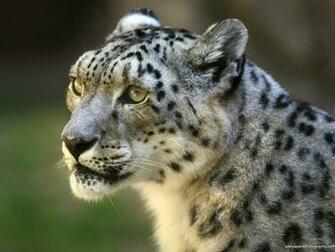Big Cats Wallpaper Prints Posters Desktop