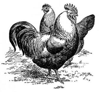 Vintage Rooster Clip Art Black And White Image