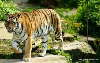 Tiger HD Wallpaper Widescreen Collection