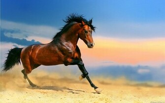 Horses Wallpaper HD Toptenpack