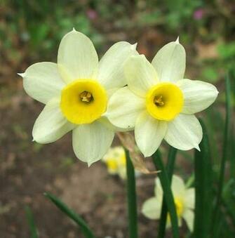 Pictures Types Of Flowers Widescreen HD Wallpaper