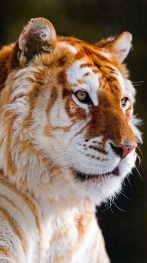 Wallpaper Autumn Nature Animal Cat Tiger And Lion