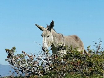Donkey Pictures Domestic Cute Wallpaper