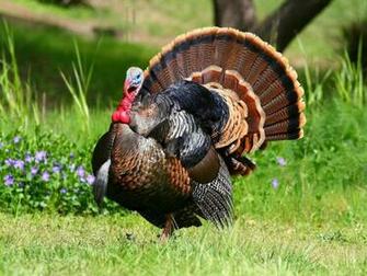 Nwtf Wallpaper Top Background
