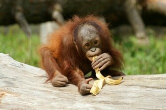 Orangutan Photos Wallpaper Desktop Background