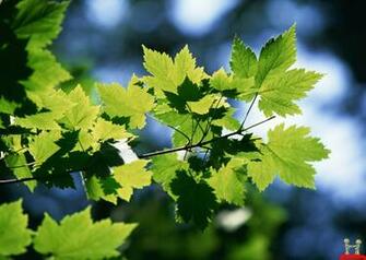 Beautiful Green Leaf Mulberry HD Wallpaper E Entertainment
