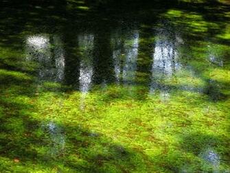 Pond Wallpaper