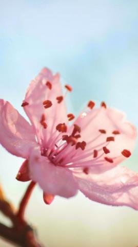 Flower Bloom Branch Spring Rose Gold iPhone Wallpaper