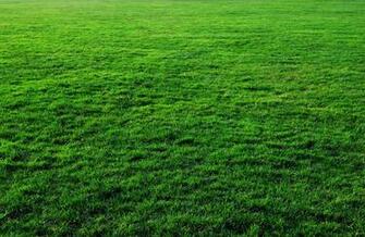 Seven Grass Textures Or Lawn Background Image
