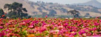 Flower Field Wallpaper