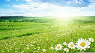 Field Of Flowers Wallpaper