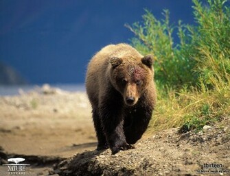Grizzly Bears Wallpaper