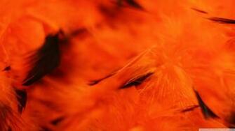 Halloween Orange Background 4k HD Desktop Wallpaper For