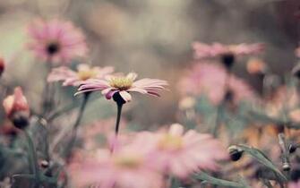 Pink Vintage Flowers Wallpaper