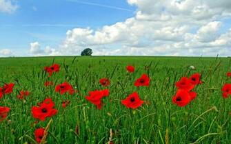 Beautiful Summer Flowers Wallpaper For Desktop