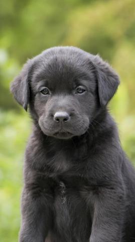 Cute Black Labrador Retriever S Puppies By Reddogs